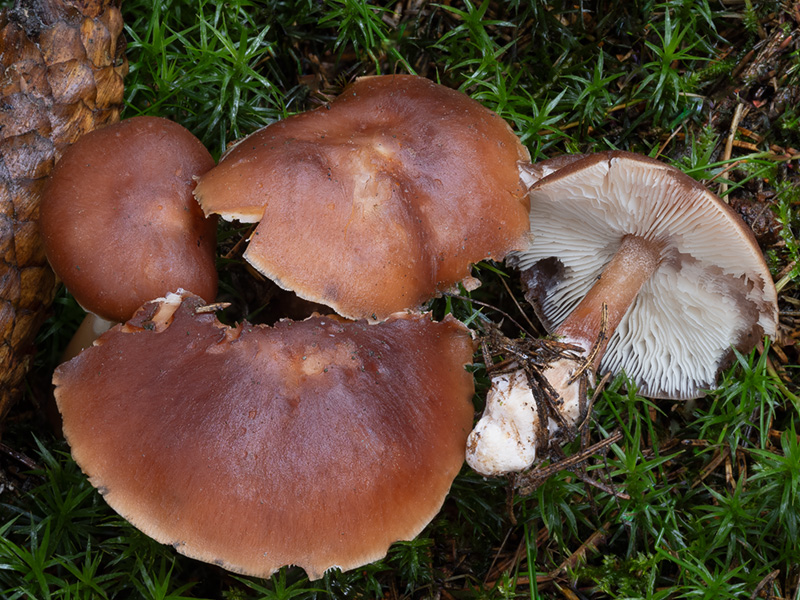 Rhodocollybia butyracea f. butyracea